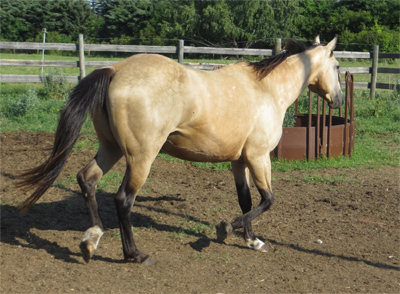 buckskin mare