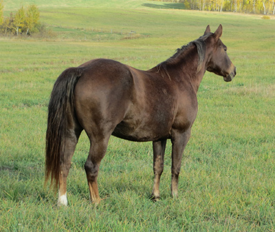 Chestnut Mare with Flaxen